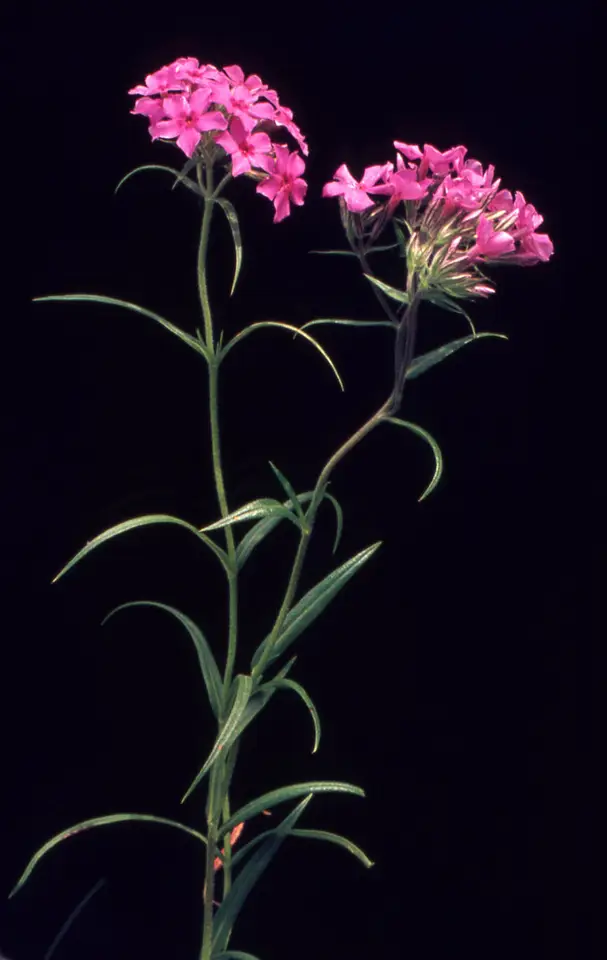 Prairie Phlox (Phlox pilosa)