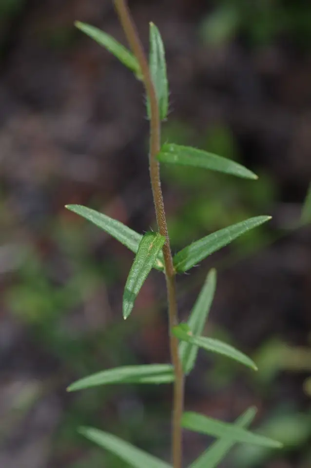 Florida False Sunflower (Phoebanthus grandiflorus)