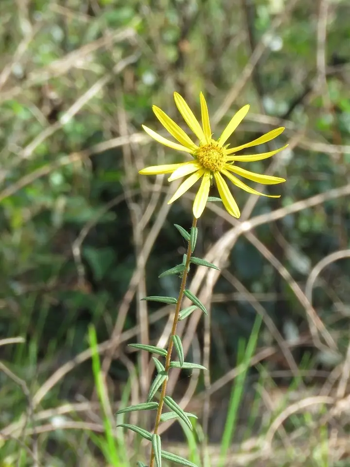 Pineland False Sunflower (Phoebanthus tenuifolius)