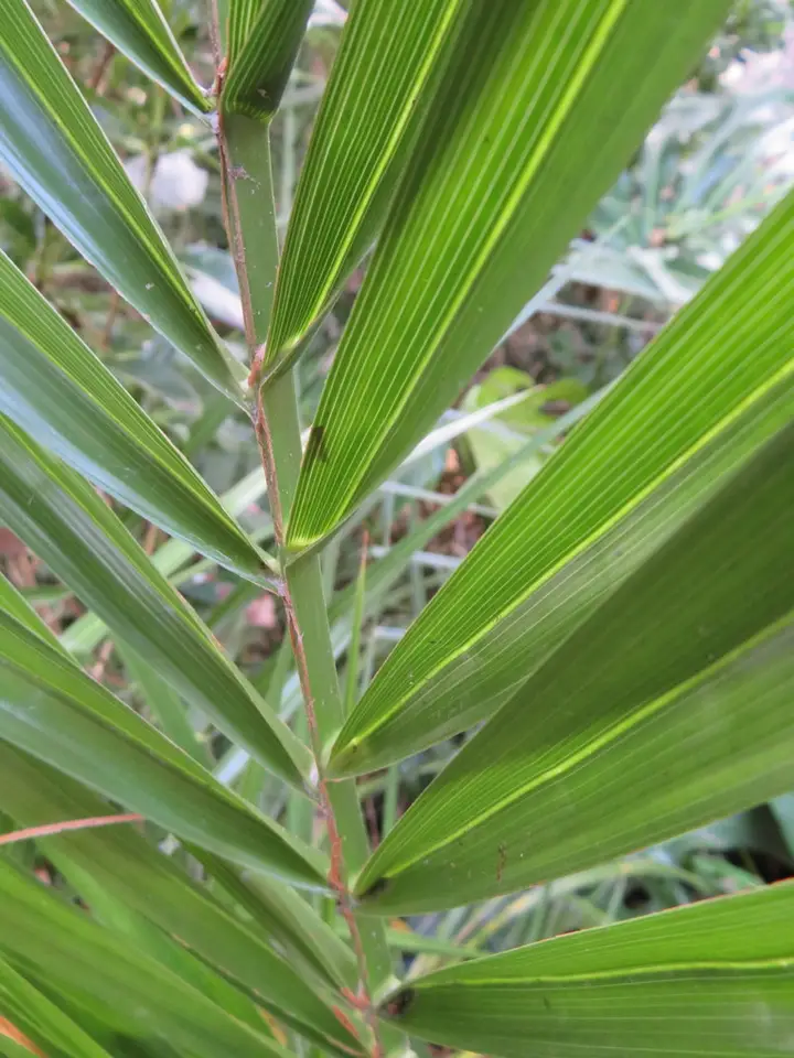 Canary Island Palm (Phoenix canariensis)