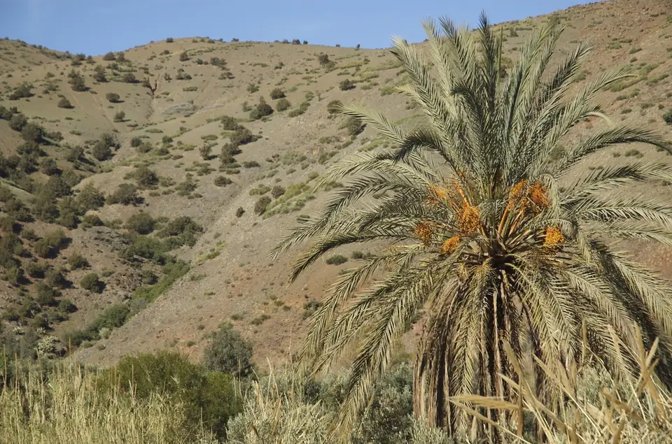 Date Palm (Phoenix dactylifera)