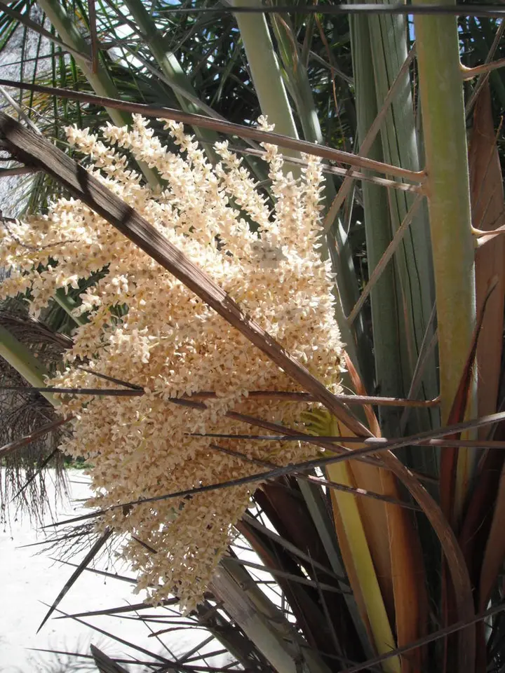 Reclining Date Palm (Phoenix reclinata)