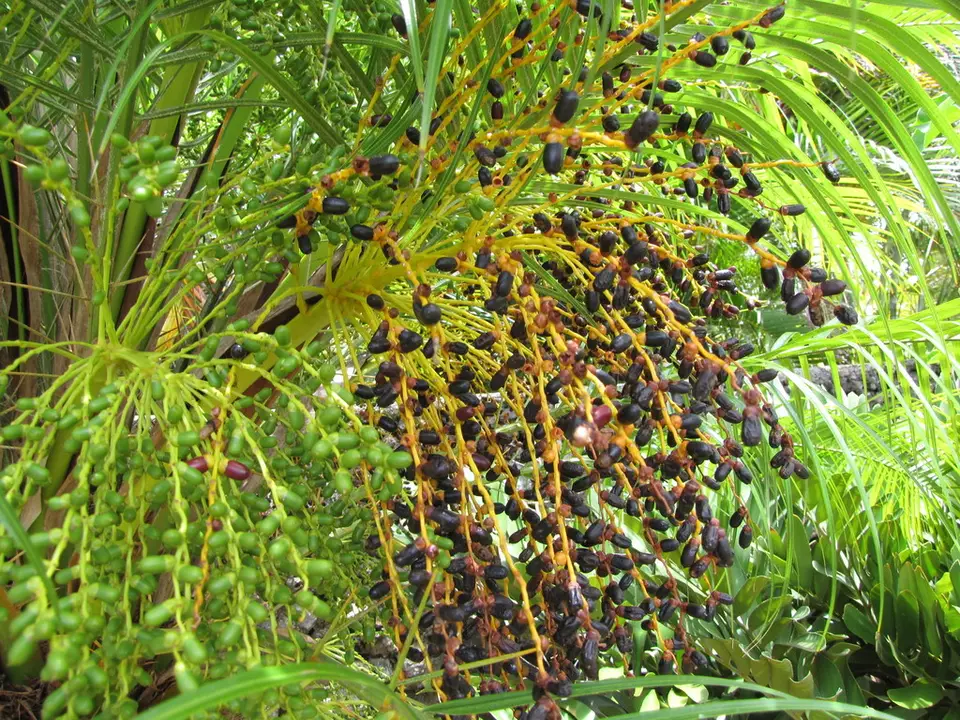 Pygmy Date Palm (Phoenix roebelenii)