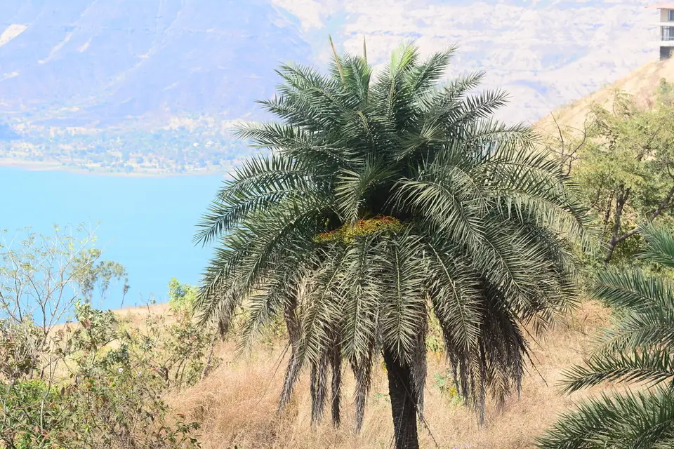Sugar Date Palm (Phoenix sylvestris)