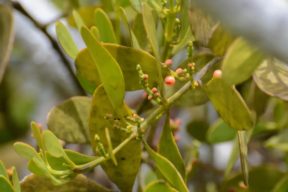 Mahogany Mistletoe (Phoradendron rubrum)
