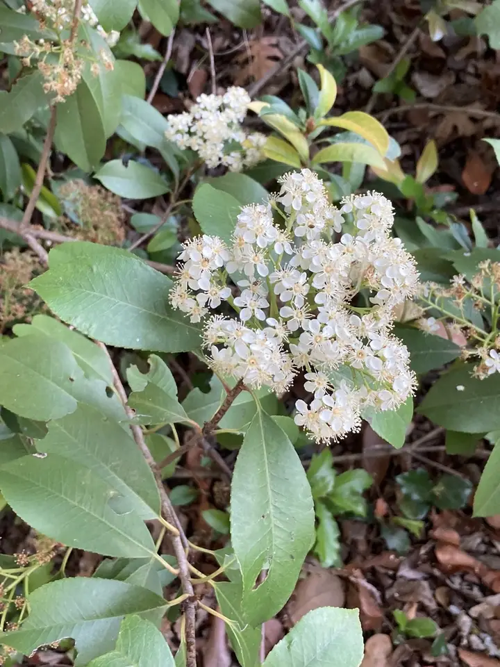 Chinese Photinia (Photinia serratifolia)