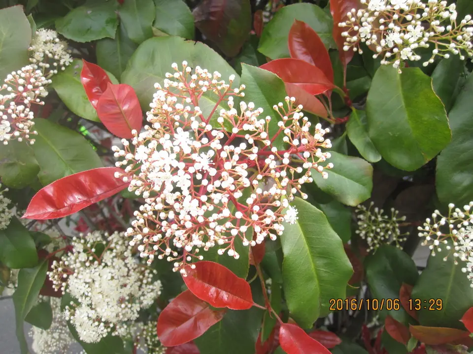Red Tip Photinia (Photinia × fraseri)