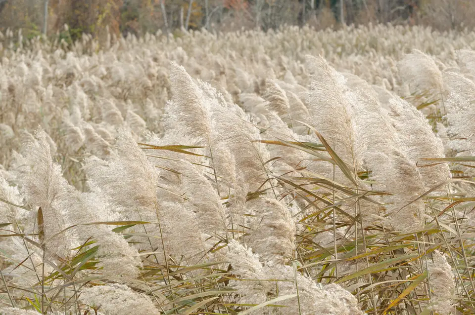 Common Reed (Phragmites australis)
