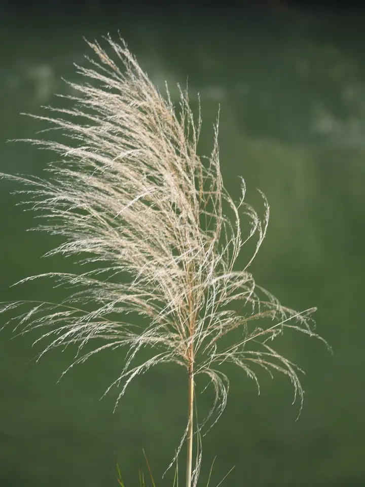 Tall Reed (Phragmites karka)