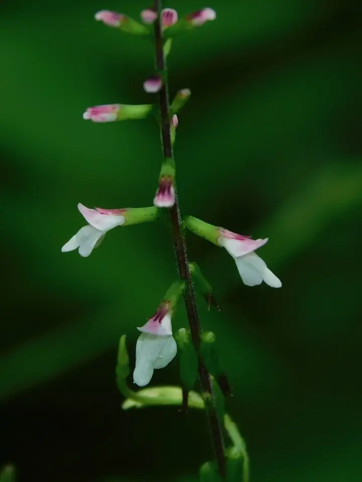 American Lopseed (Phryma leptostachya)
