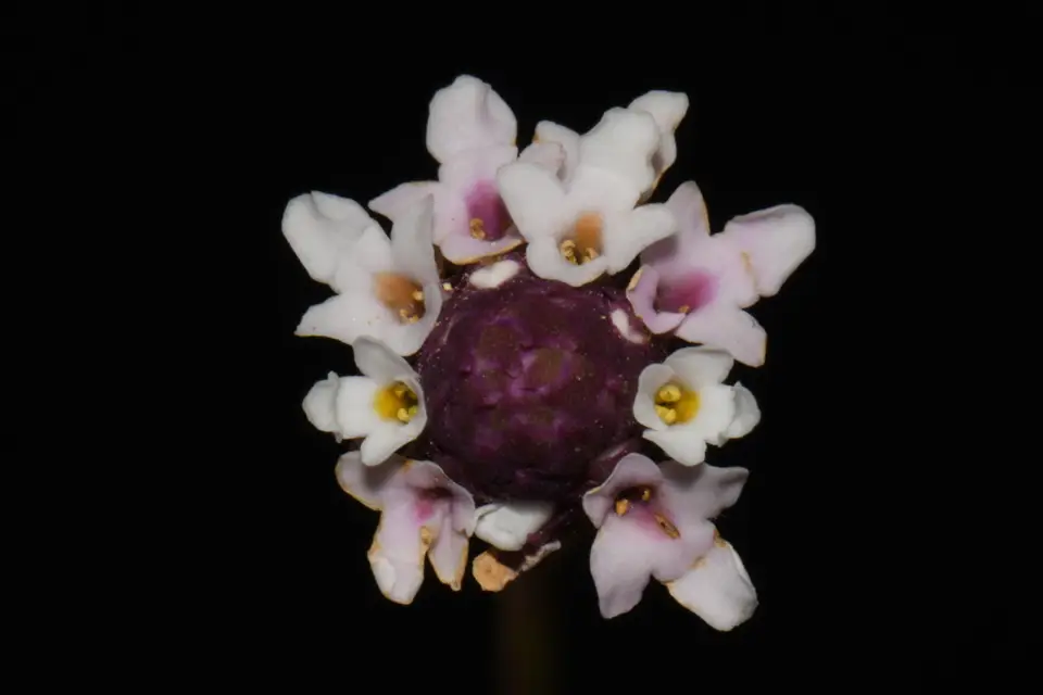 Turkey Tangle Frogfruit (Phyla nodiflora)