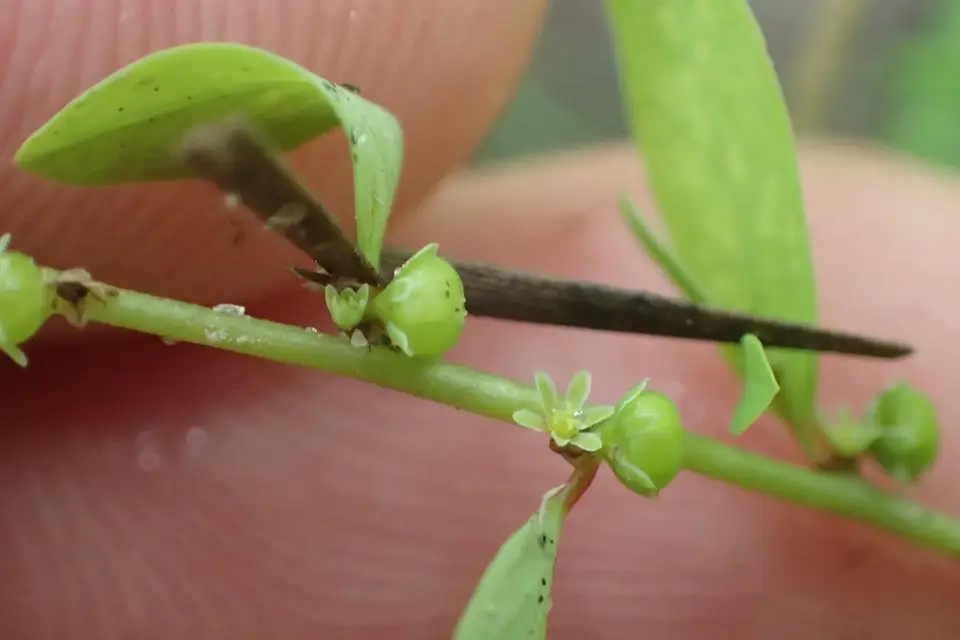 Drummond's Leaf-Flower (Phyllanthus abnormis)