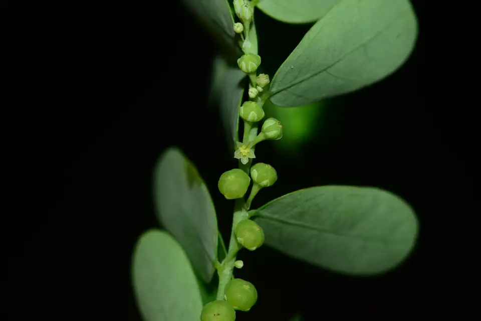 Gale of the Wind (Phyllanthus amarus)