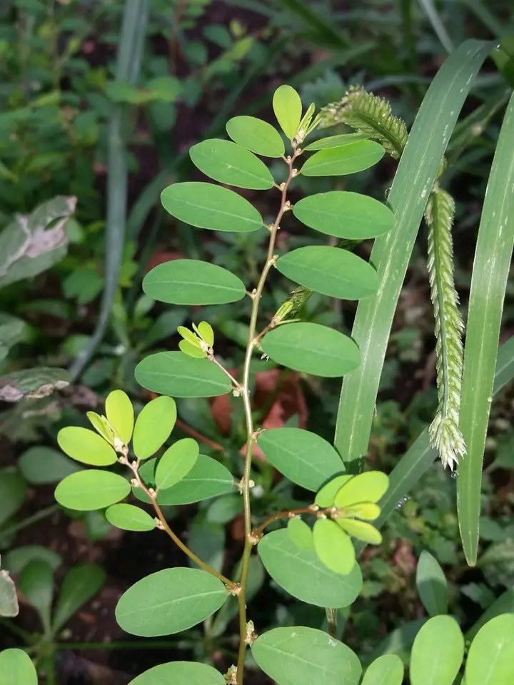Carolina Leaf-Flower (Phyllanthus caroliniensis)