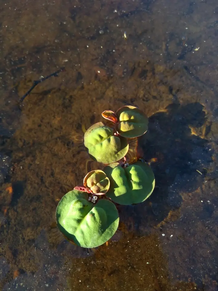 Red Root Floater (Phyllanthus fluitans)