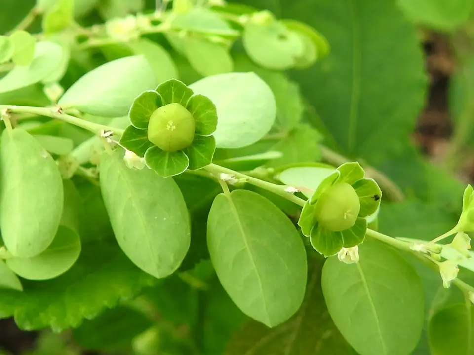 Phyllanthus liebmannianus (Phyllanthus liebmannianus)