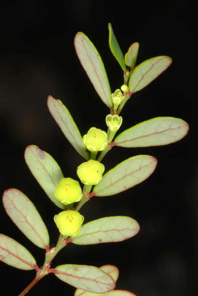 Five-Petal Leaf-Flower (Phyllanthus pentaphyllus)