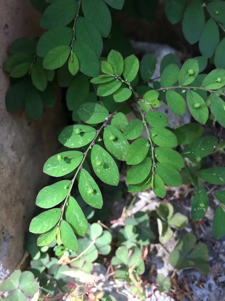 Mascarene Island Leaf-Flower (Phyllanthus tenellus)