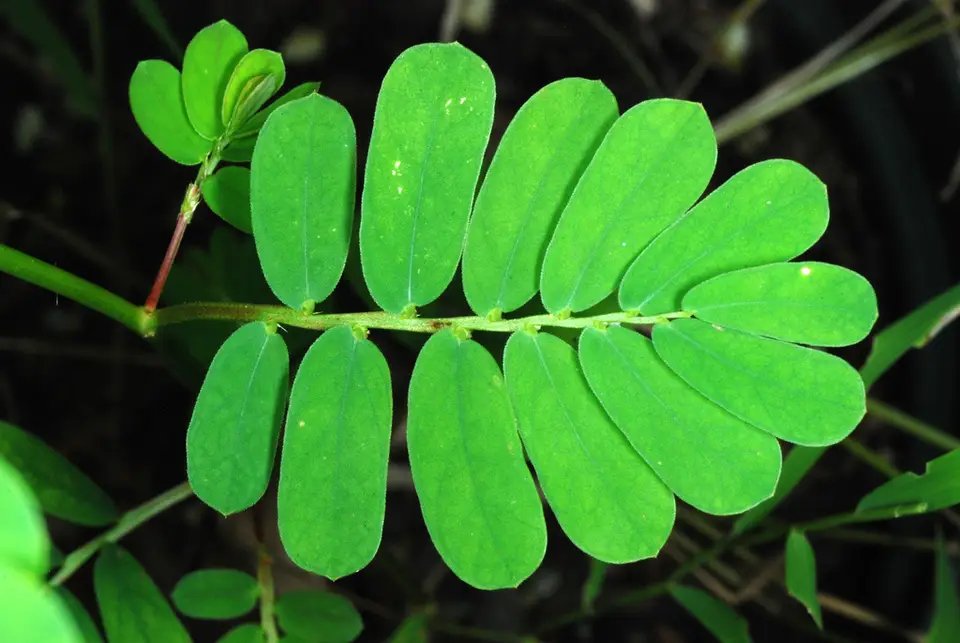 Chamberbitter (Phyllanthus urinaria)