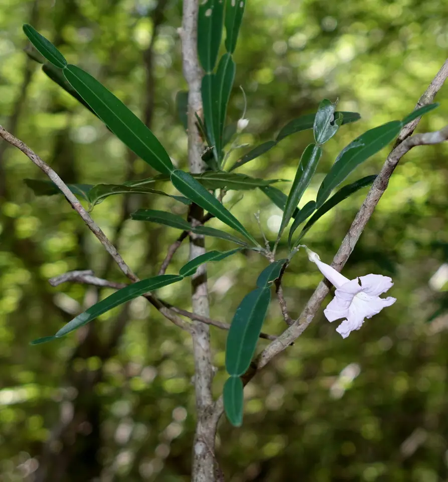 Phyllarthron bernierianum (Phyllarthron bernierianum)