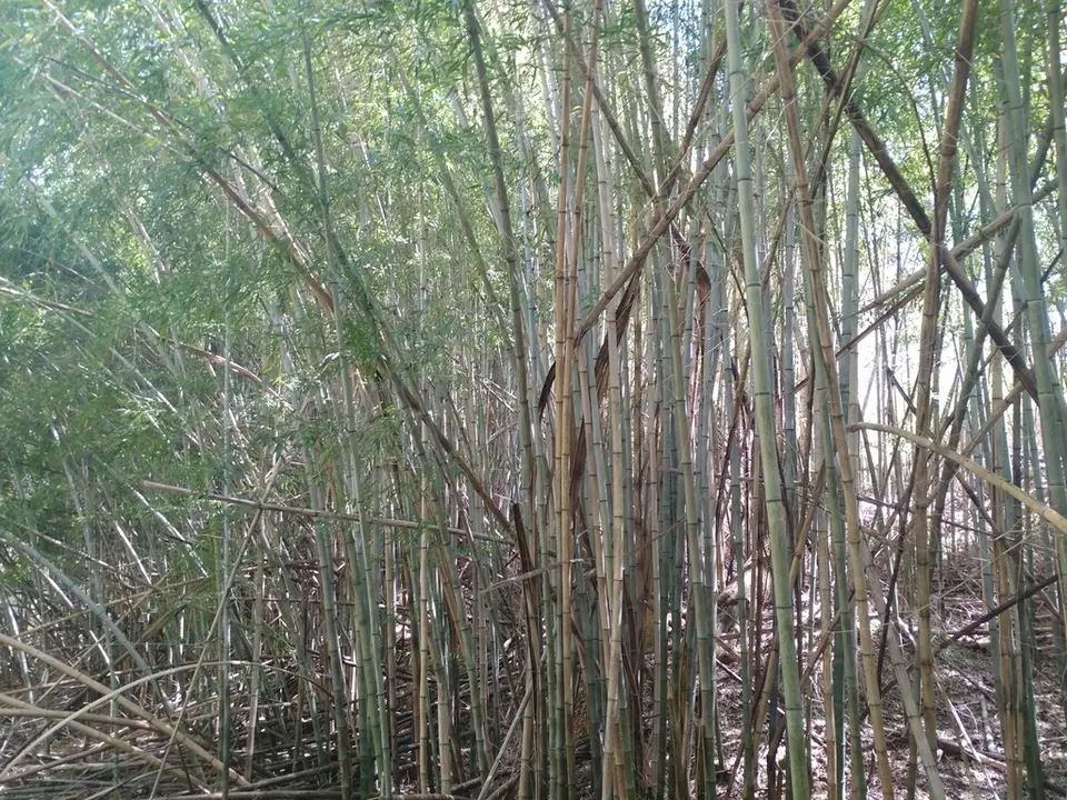 Black Bamboo (Phyllostachys nigra)