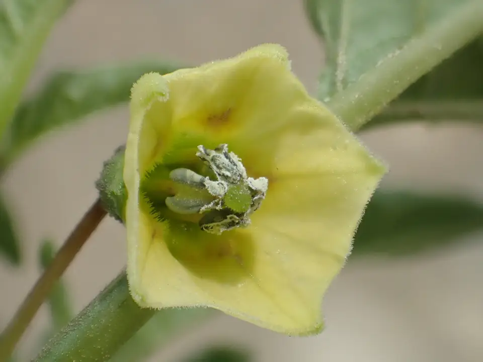 Cutleaf Groundcherry (Physalis angulata)