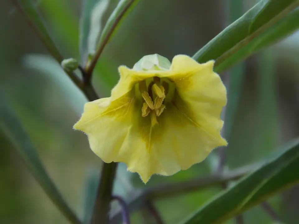 Coastal Groundcherry (Physalis angustifolia)
