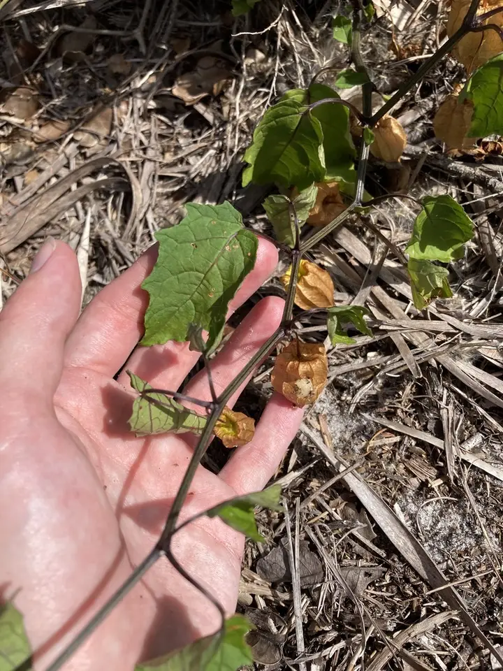 Cypresshead Groundcherry (Physalis arenicola)