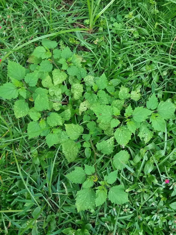 Heart Leaf Groundcherry (Physalis cordata)