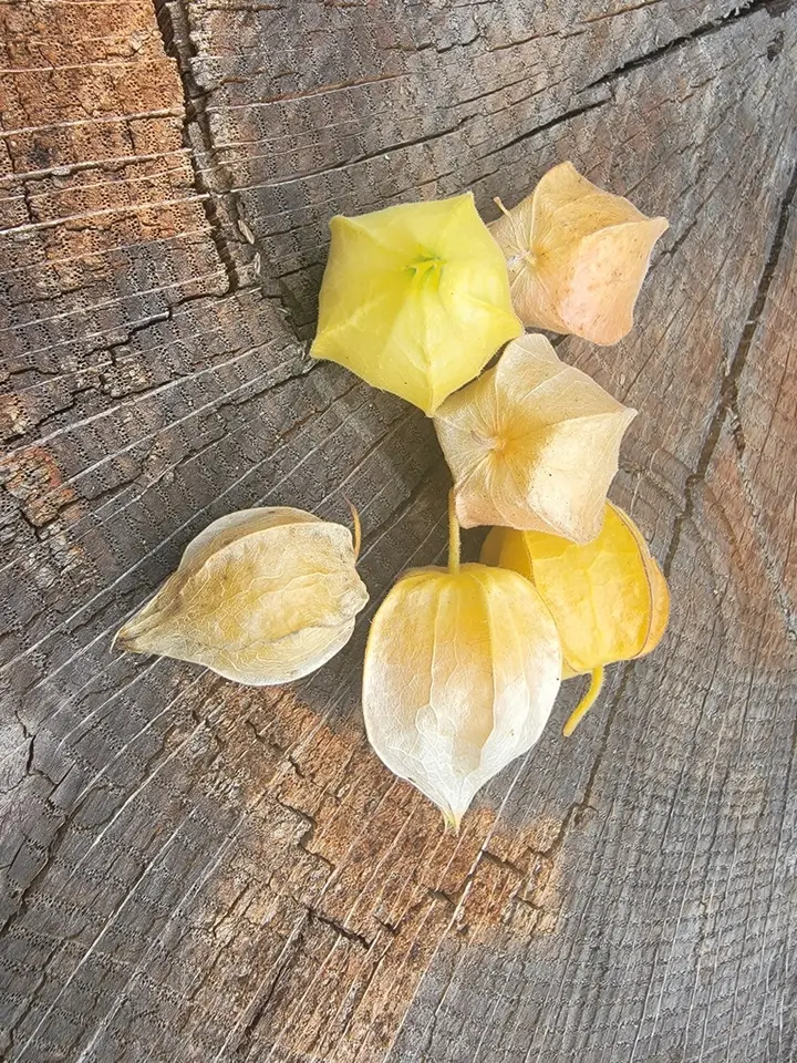 Strawberry Groundcherry (Physalis grisea)
