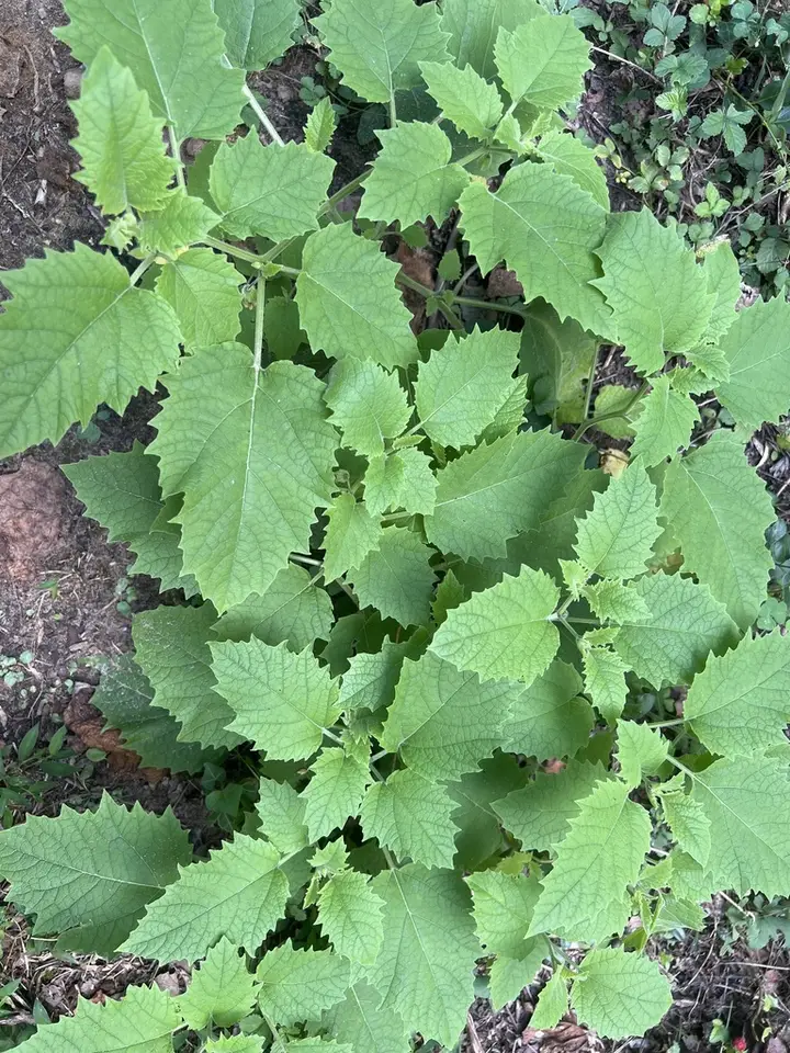 Clammy Groundcherry (Physalis heterophylla)