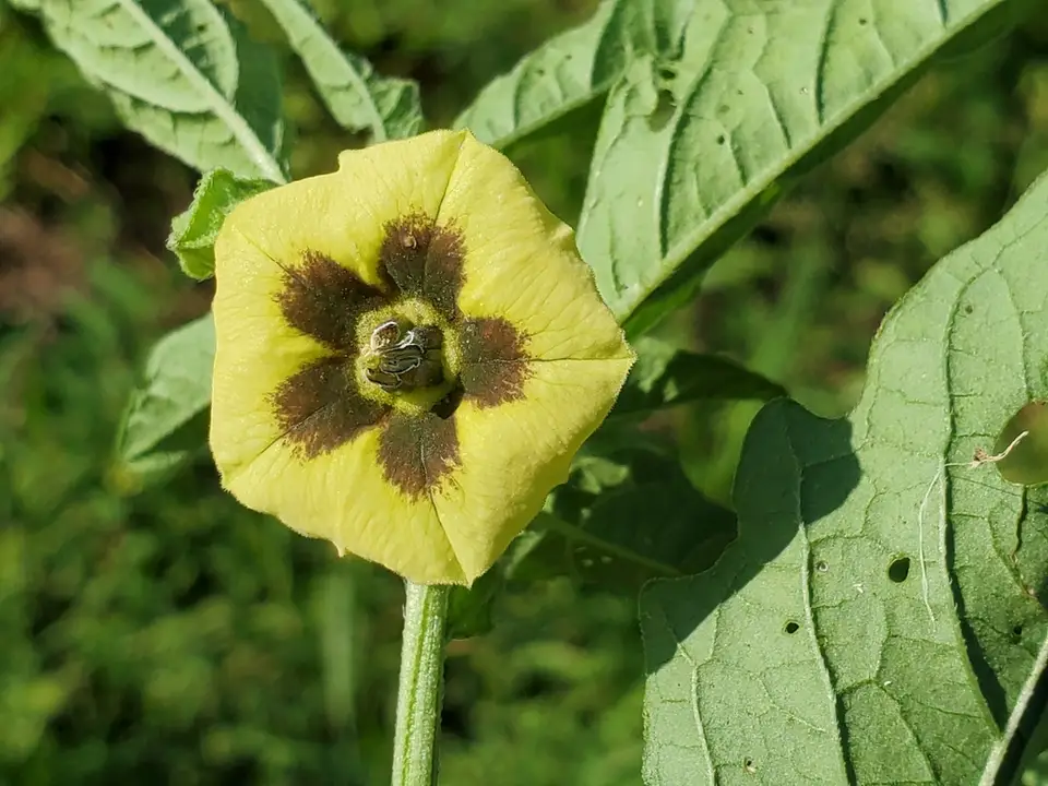 Long-Leaved Groundcherry (Physalis longifolia)