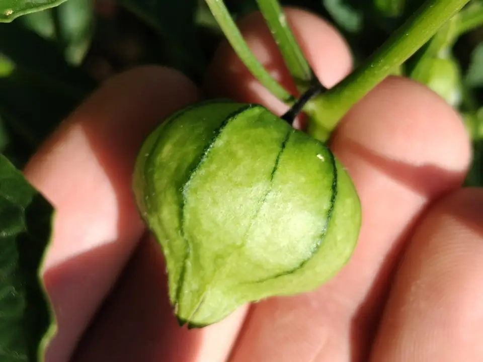 Large-Flowered Tomatillo (Physalis philadelphica)