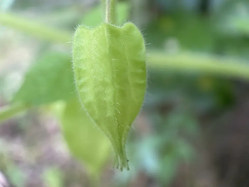 Hairy Groundcherry (Physalis pubescens)