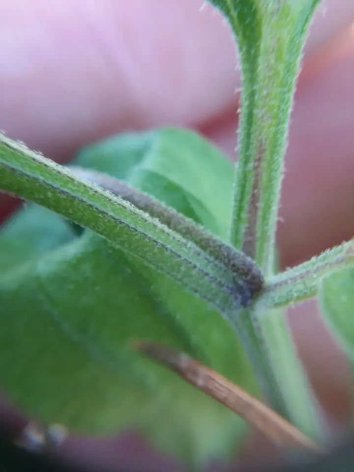 Dune Groundcherry (Physalis walteri)