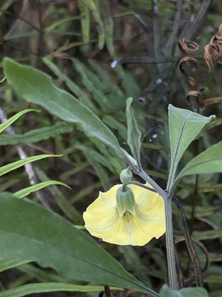 Physalis × elliottii (Physalis × elliottii)