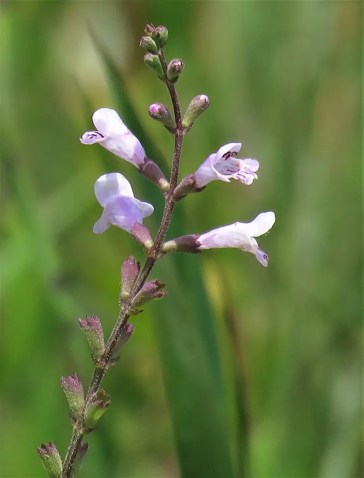 Godfrey's False Dragonhead (Physostegia godfreyi)