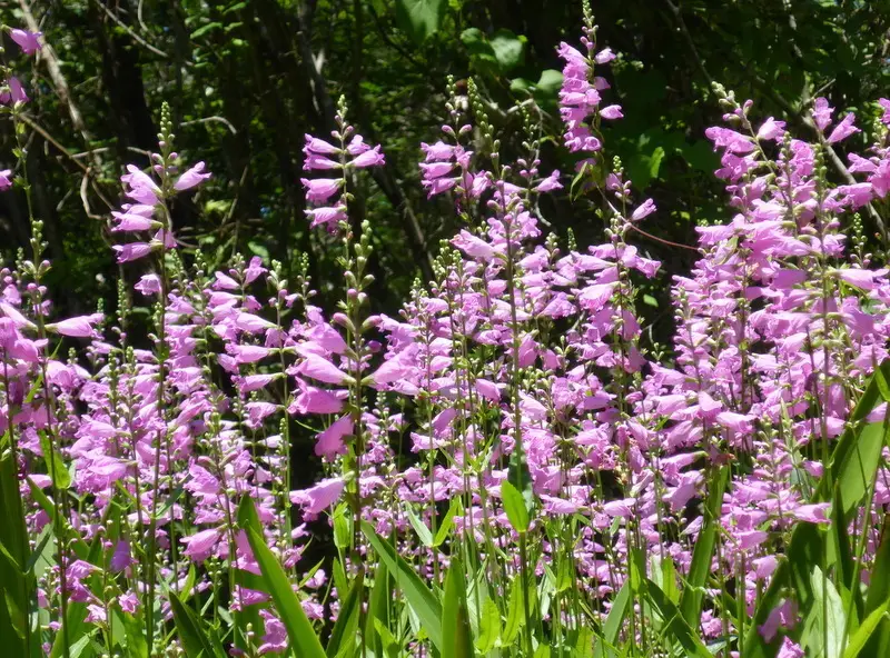 Slenderleaf False Dragonhead (Physostegia leptophylla)