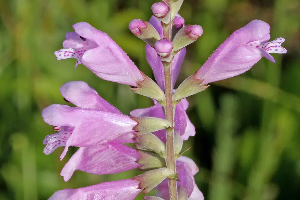 False Dragonhead (Physostegia purpurea)