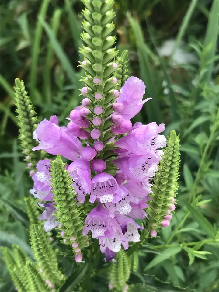 Obedient Plant (Physostegia virginiana)