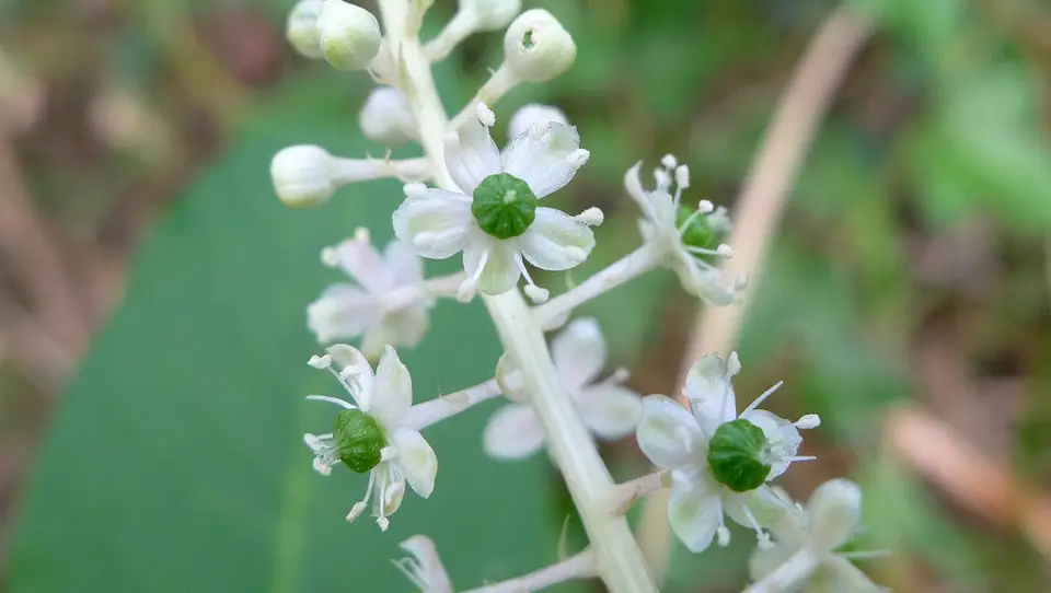 American Pokeweed (Phytolacca americana)