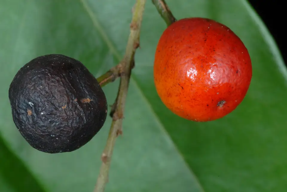 Florida Bitterbush (Picramnia pentandra)