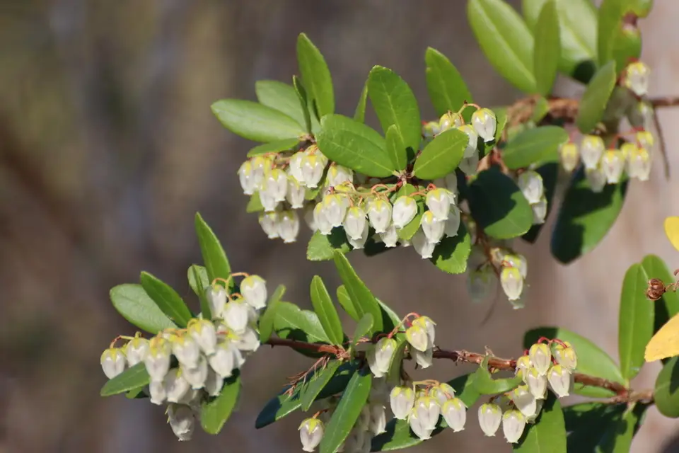 Climbing Fetterbush (Pieris phillyreifolia)