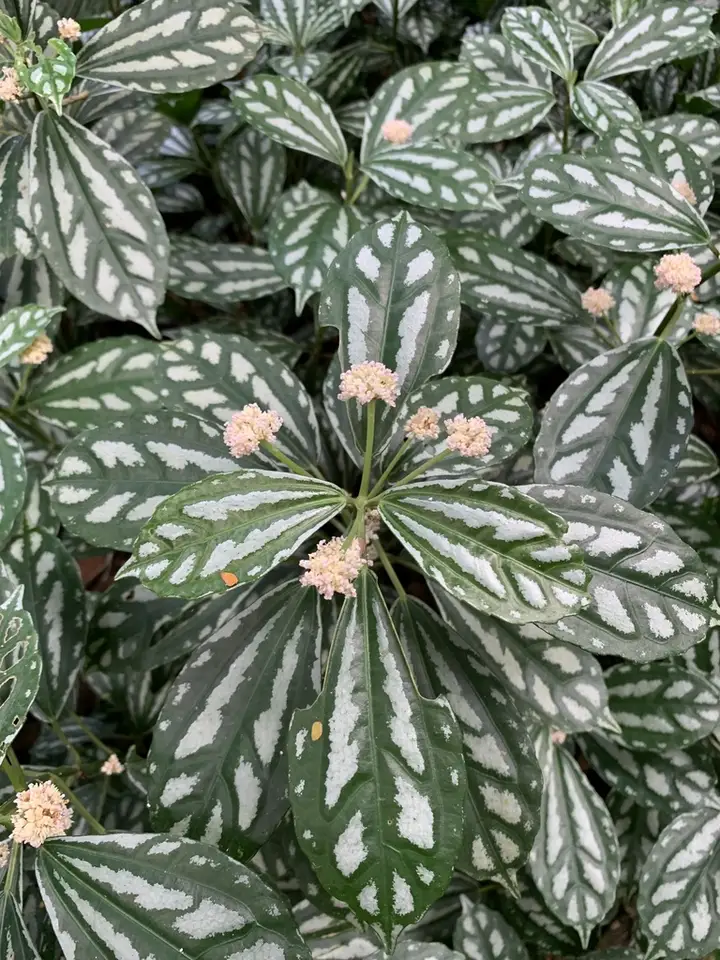 Aluminum Plant (Pilea cadierei)