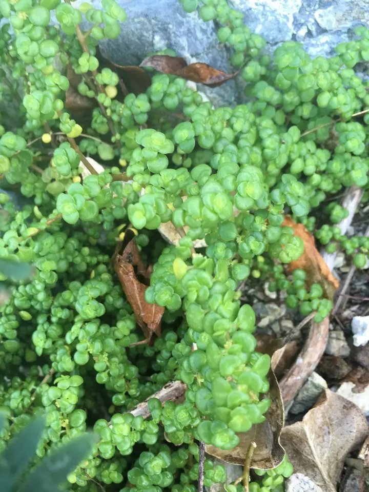 Margarett's Clearweed (Pilea margarettae)