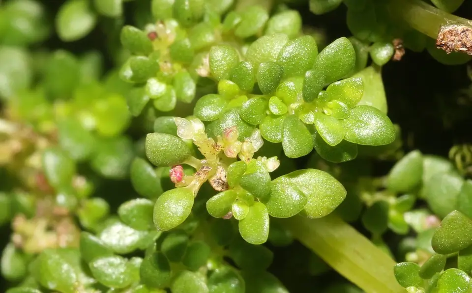 Artillery Plant (Pilea microphylla)