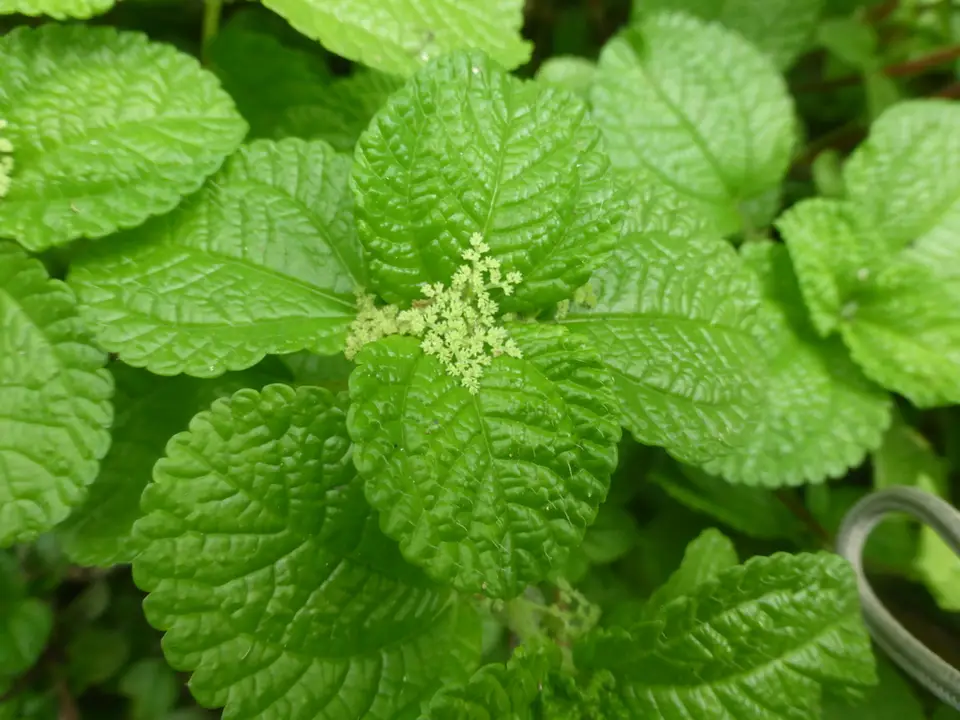 Creeping Charlie (Pilea nummulariifolia)