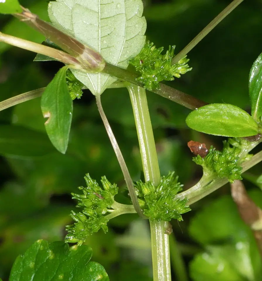 Canada Clearweed (Pilea pumila)