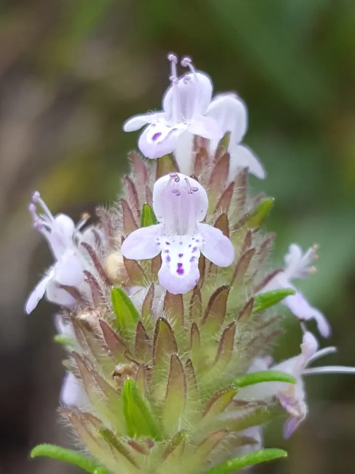 Pennyroyal (Piloblephis rigida)
