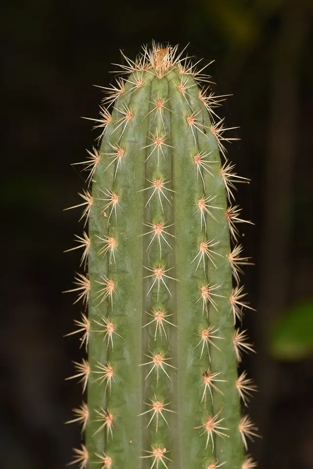 Key Tree Cactus (Pilosocereus robinii)